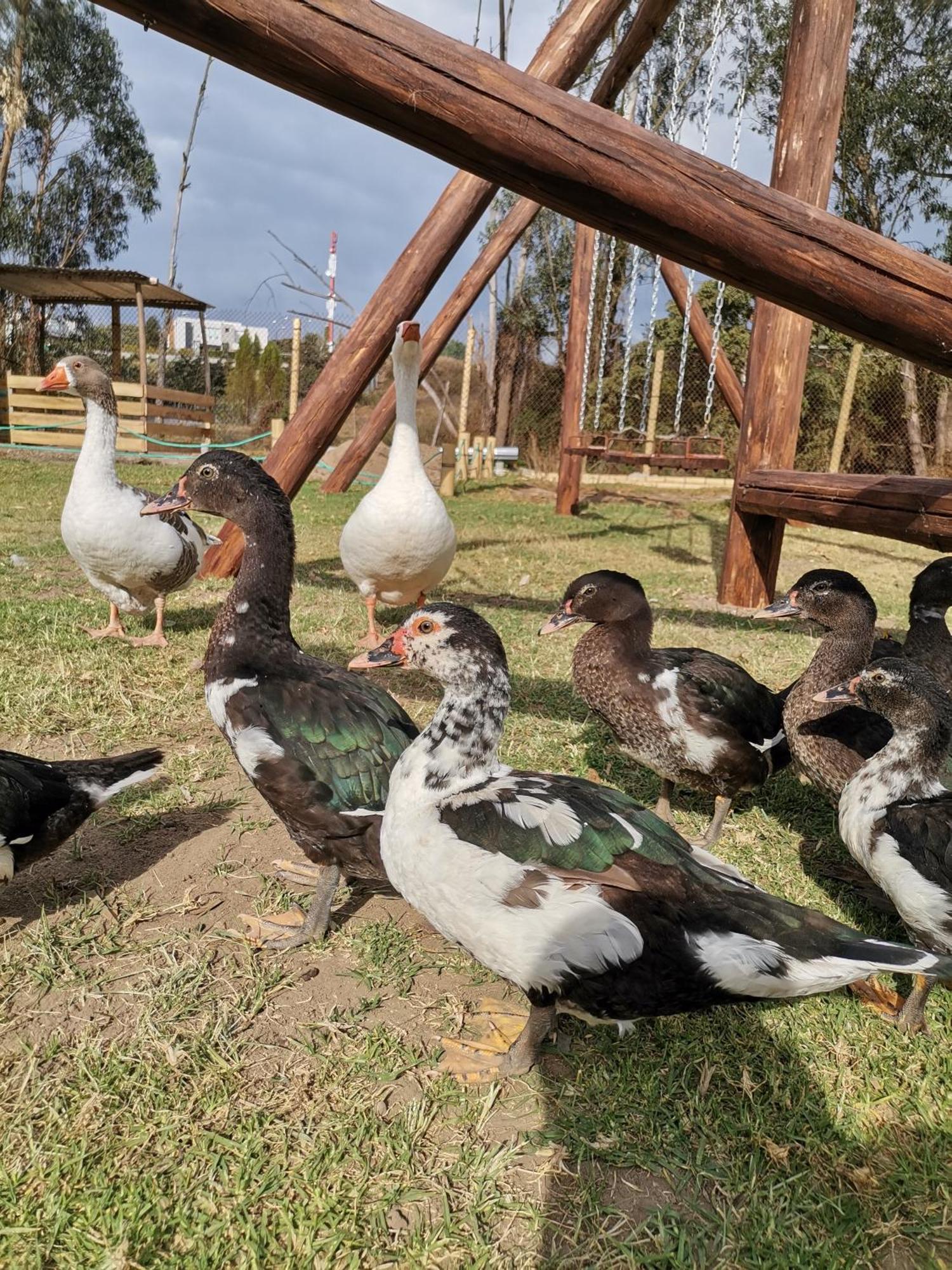 La Granja De Papa Alberto Puembo Exteriér fotografie